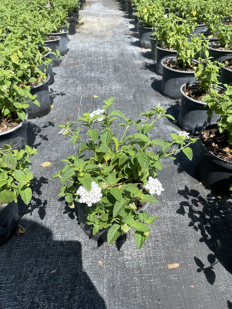 lantana-camara-white