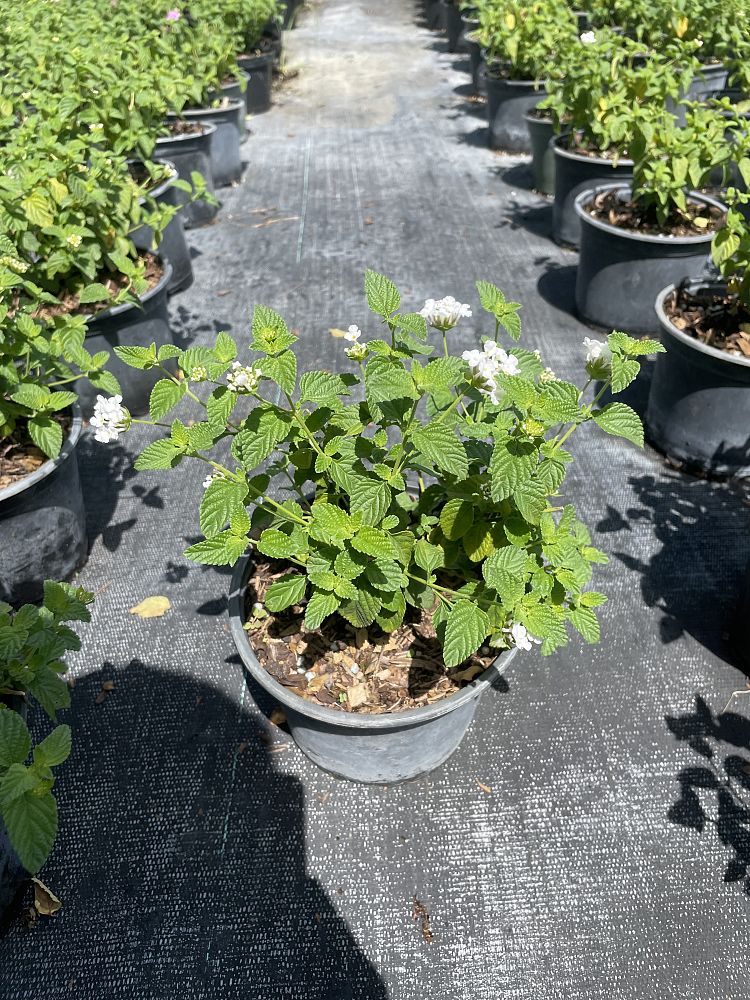 lantana-camara-white