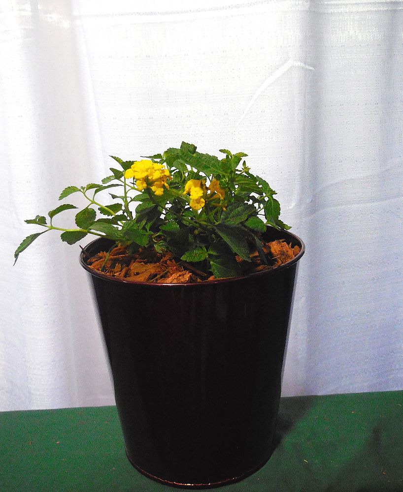 lantana-camara-yellow-common