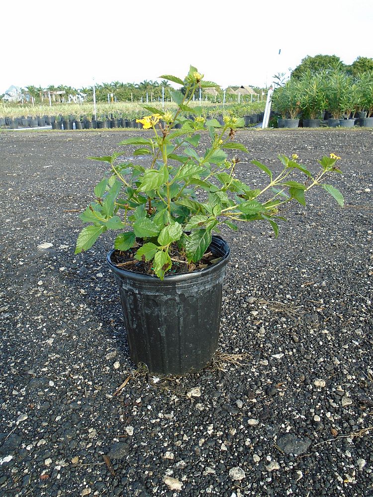 lantana-camara-yellow-common