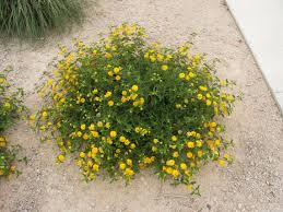 lantana-camara-yellow-common