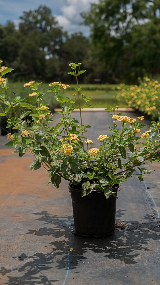 lantana-camara-yellow-common