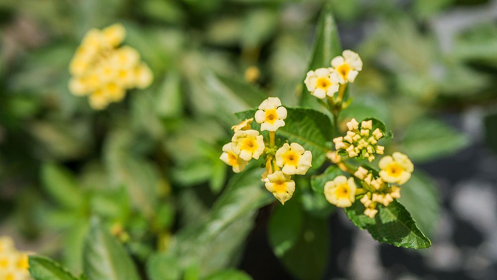 lantana-camara-yellow-common