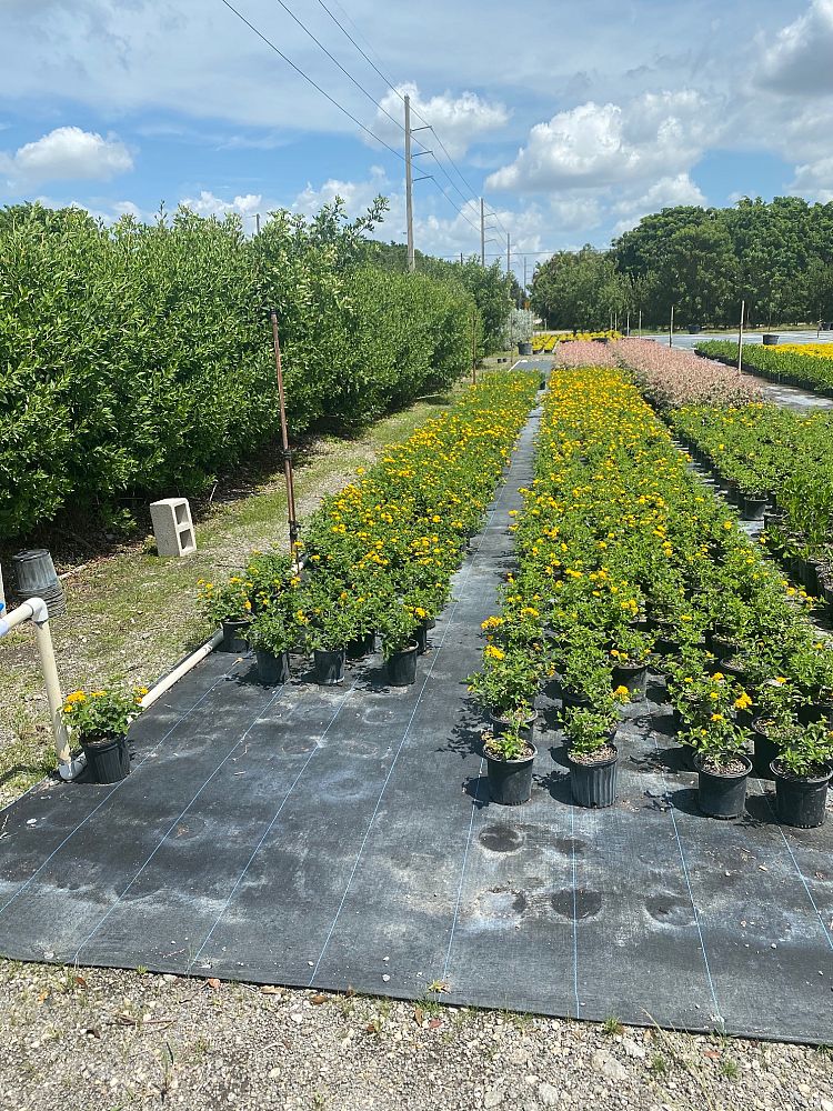lantana-camara-yellow-common