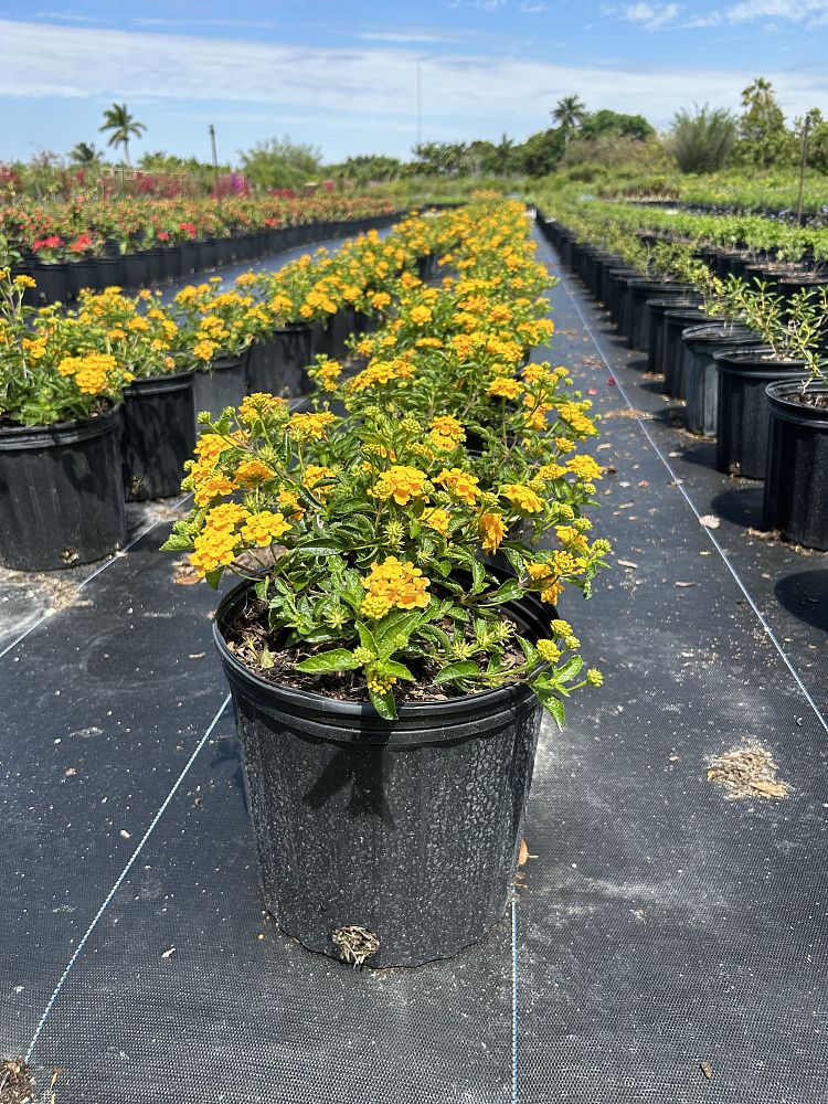 lantana-camara-yellow-common