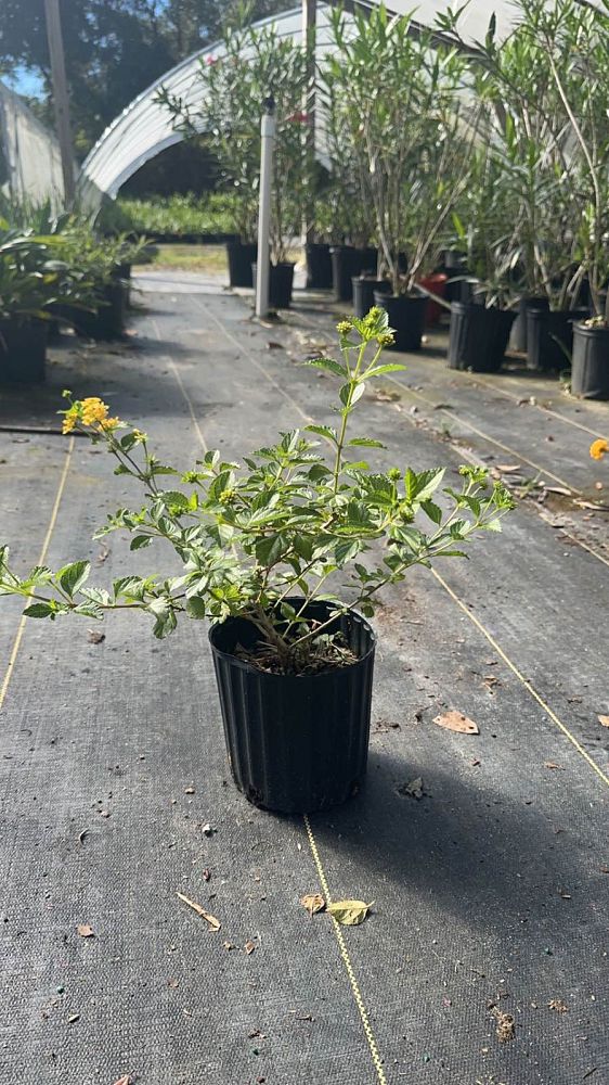 lantana-camara-yellow-common