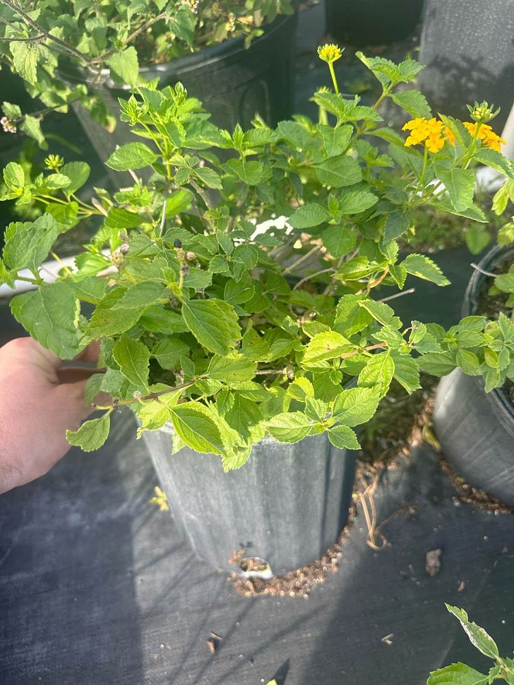 lantana-camara-yellow-common