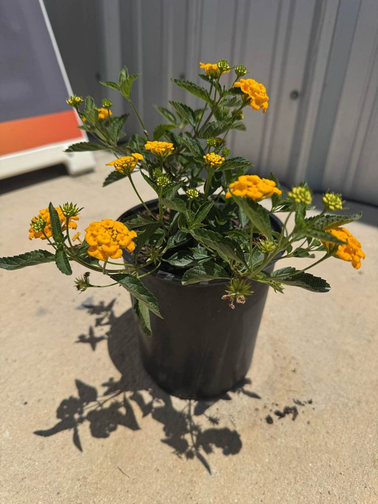 lantana-camara-yellow-common