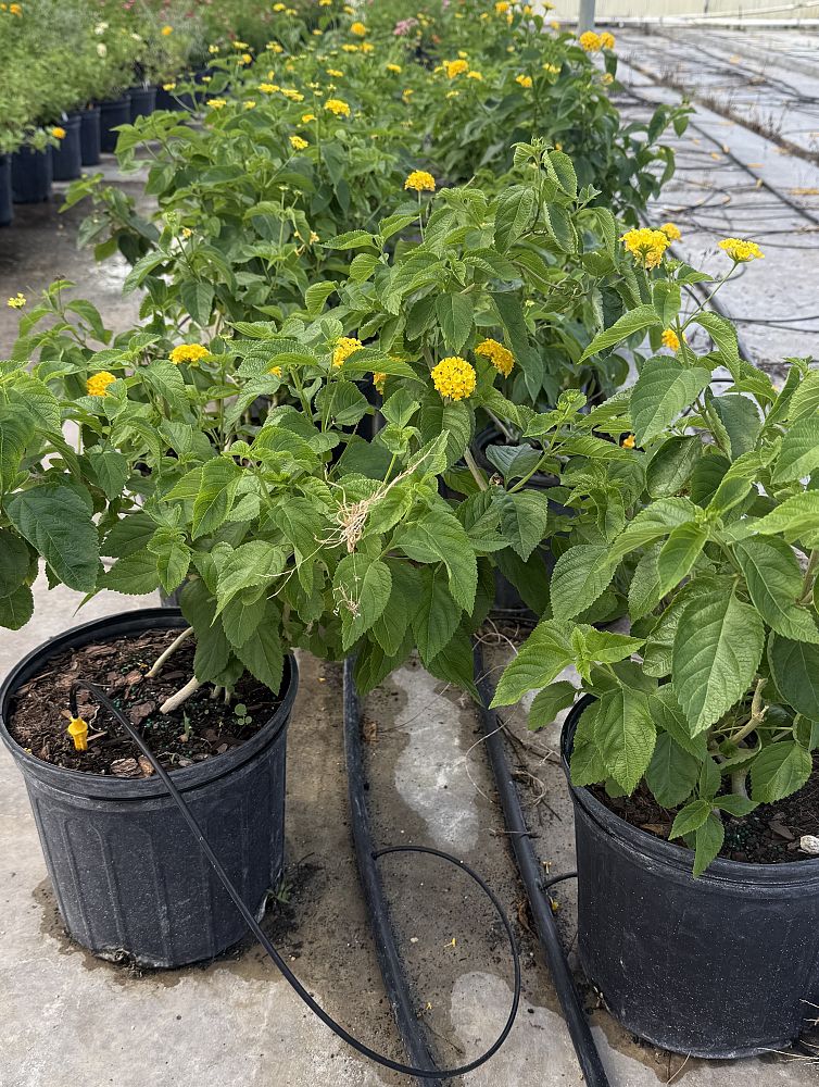 lantana-camara-yellow-common