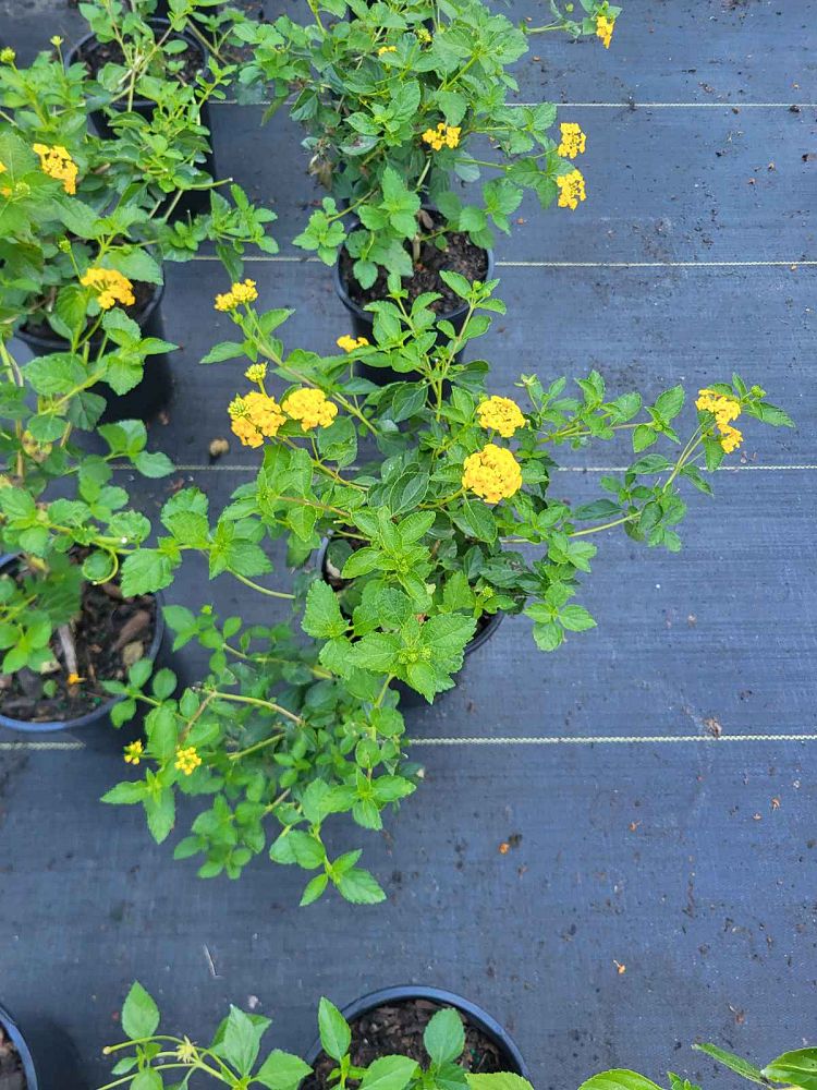 lantana-camara-yellow-common