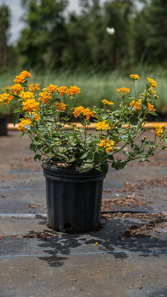 lantana-chapel-hill-gold
