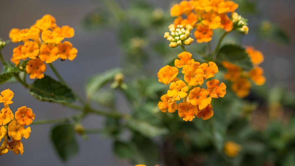 lantana-chapel-hill-gold