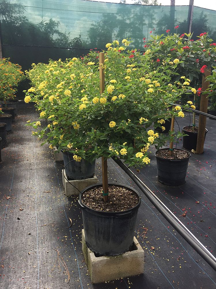 lantana-chapel-hill-yellow