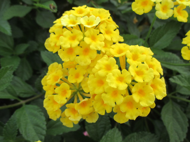 lantana-chapel-hill-yellow
