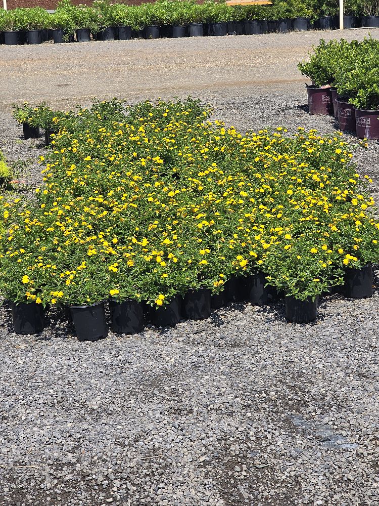 lantana-chapel-hill-yellow