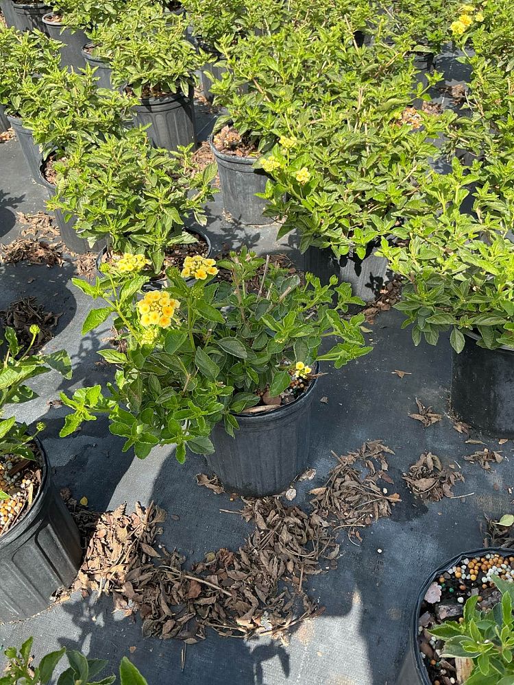 lantana-chapel-hill-yellow