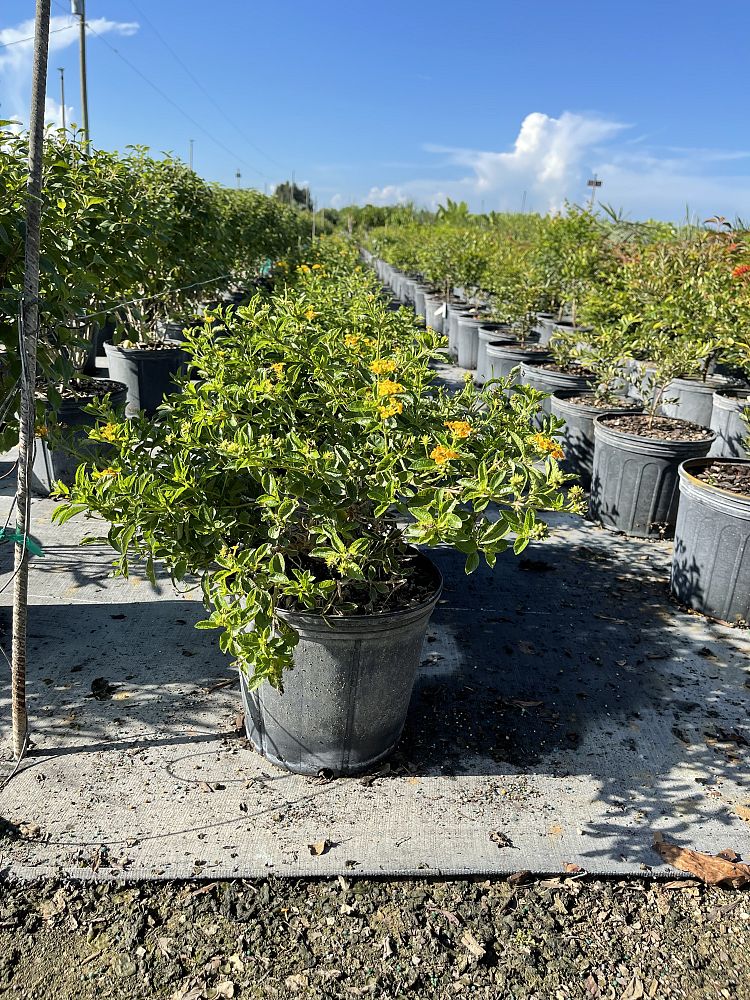 lantana-depressa-depressa-depressed-shrubverbena