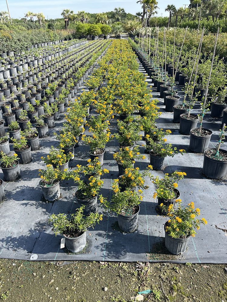 lantana-depressa-depressa-depressed-shrubverbena