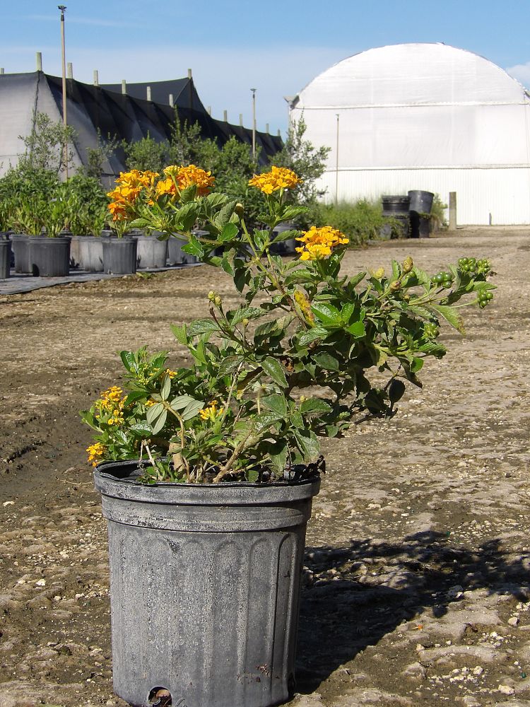 lantana-depressa-depressa-depressed-shrubverbena