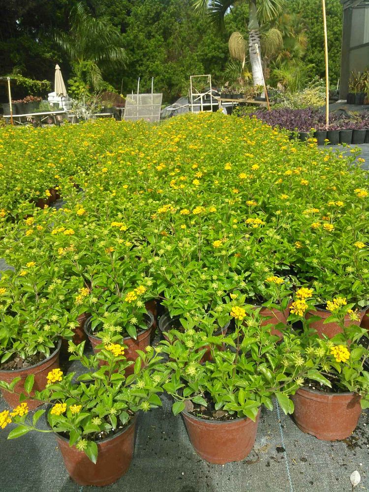 lantana-depressa-florida-lantana