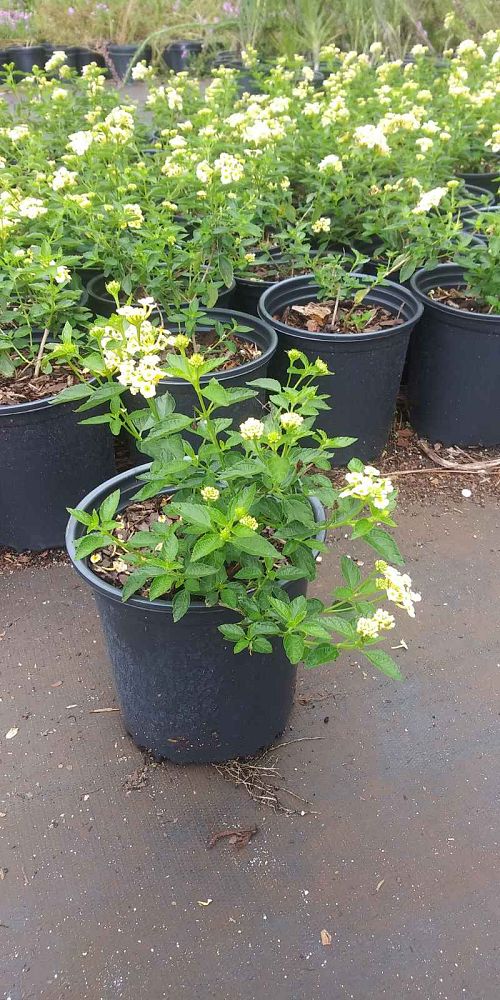 lantana-depressa-florida-lantana
