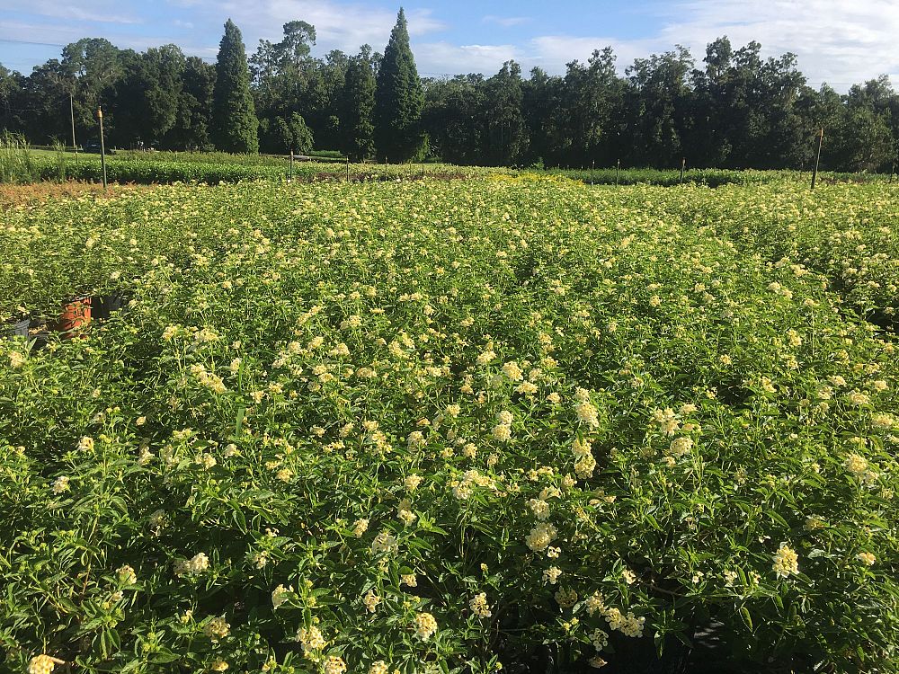 lantana-depressa-florida-lantana