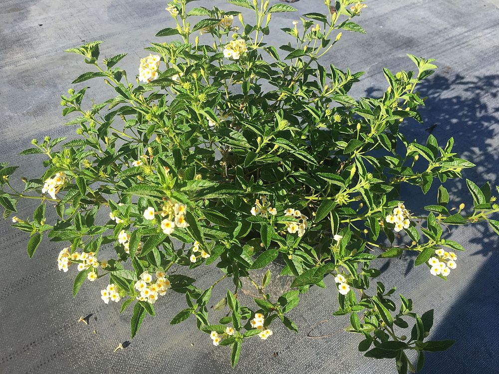 lantana-depressa-florida-lantana