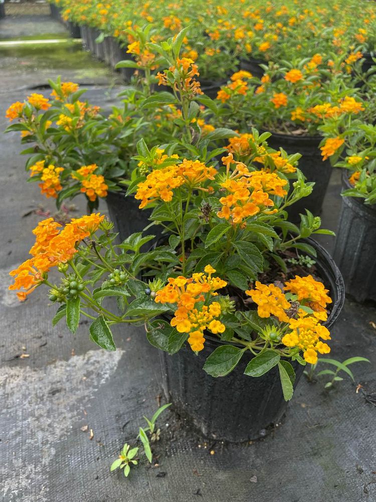 lantana-depressa-florida-lantana