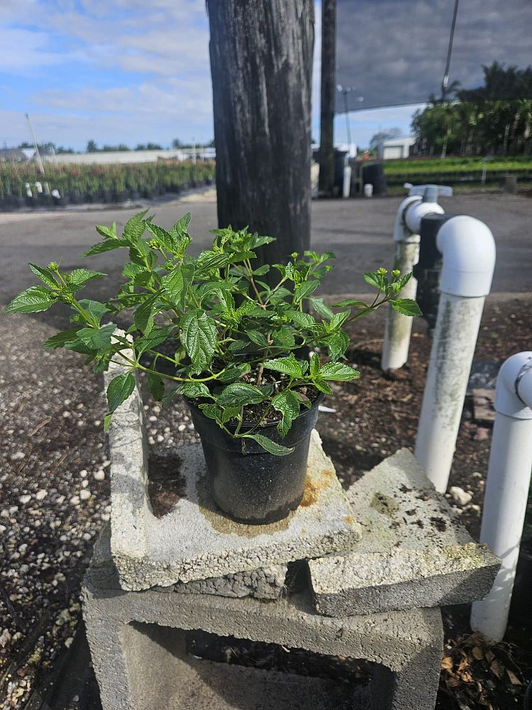 lantana-depressa-florida-lantana