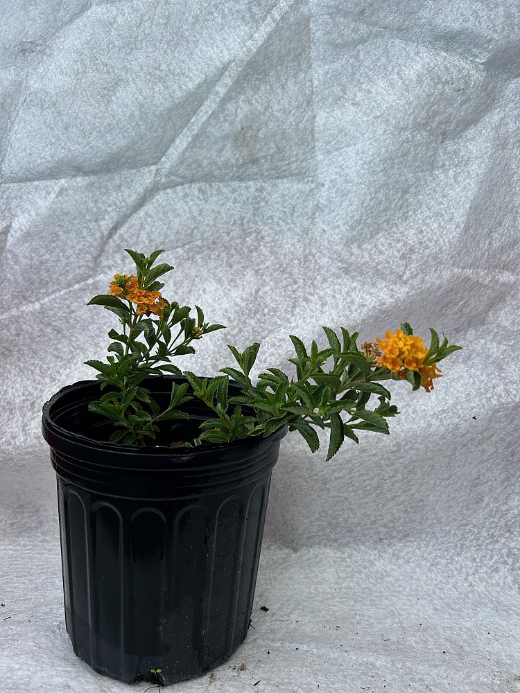 lantana-depressa-florida-lantana