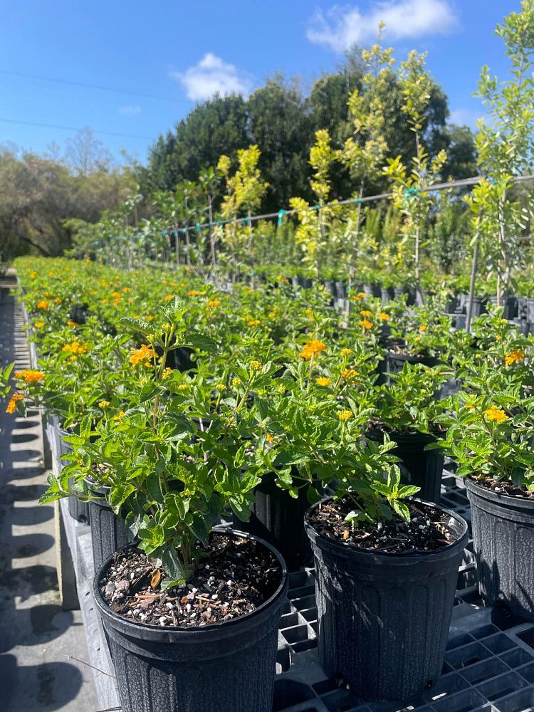lantana-depressa-florida-lantana