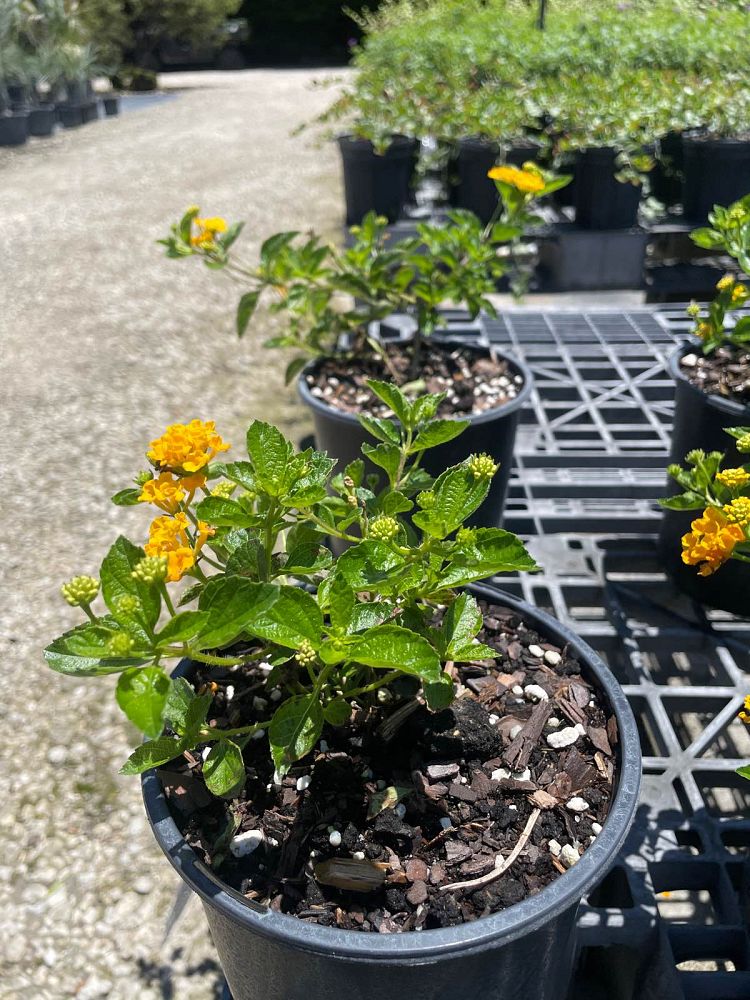 lantana-depressa-florida-lantana