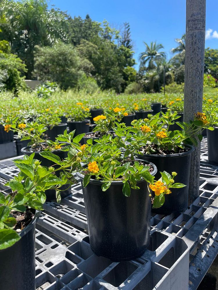 lantana-depressa-florida-lantana