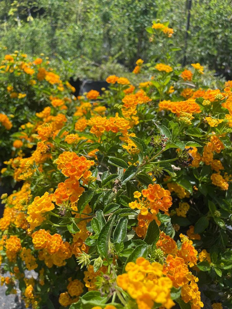 lantana-depressa-florida-lantana
