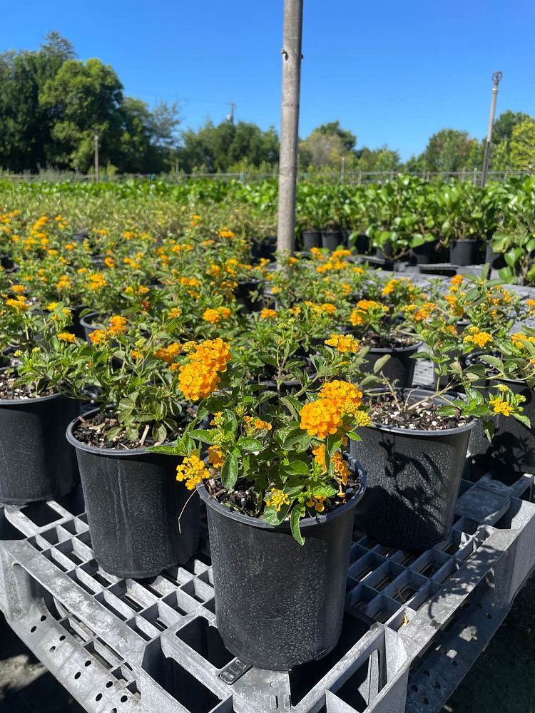 lantana-depressa-florida-lantana