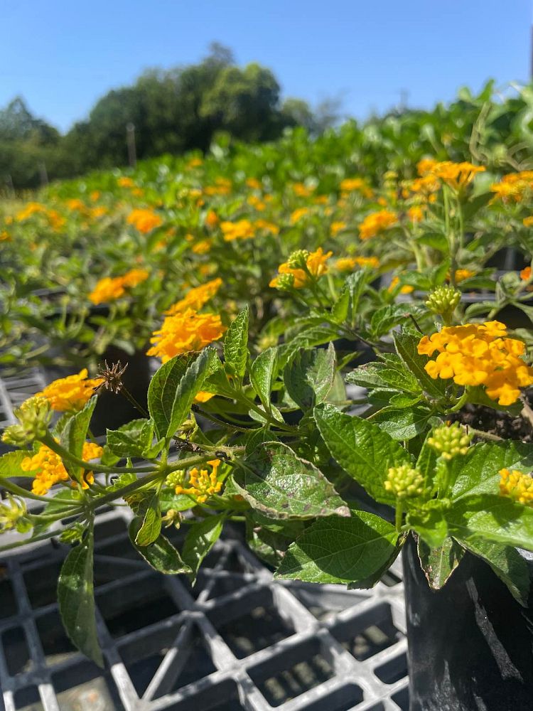 lantana-depressa-florida-lantana