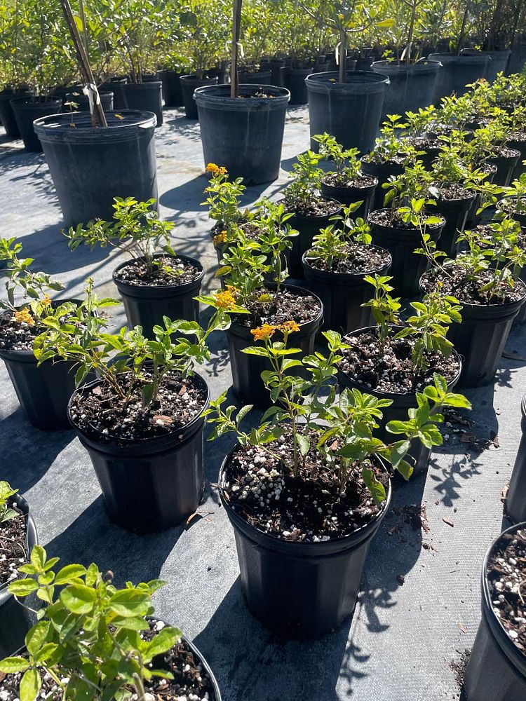 lantana-depressa-florida-lantana