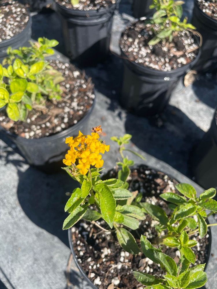 lantana-depressa-florida-lantana