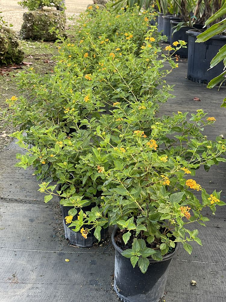 lantana-depressa-floridana-florida-shrubverbena
