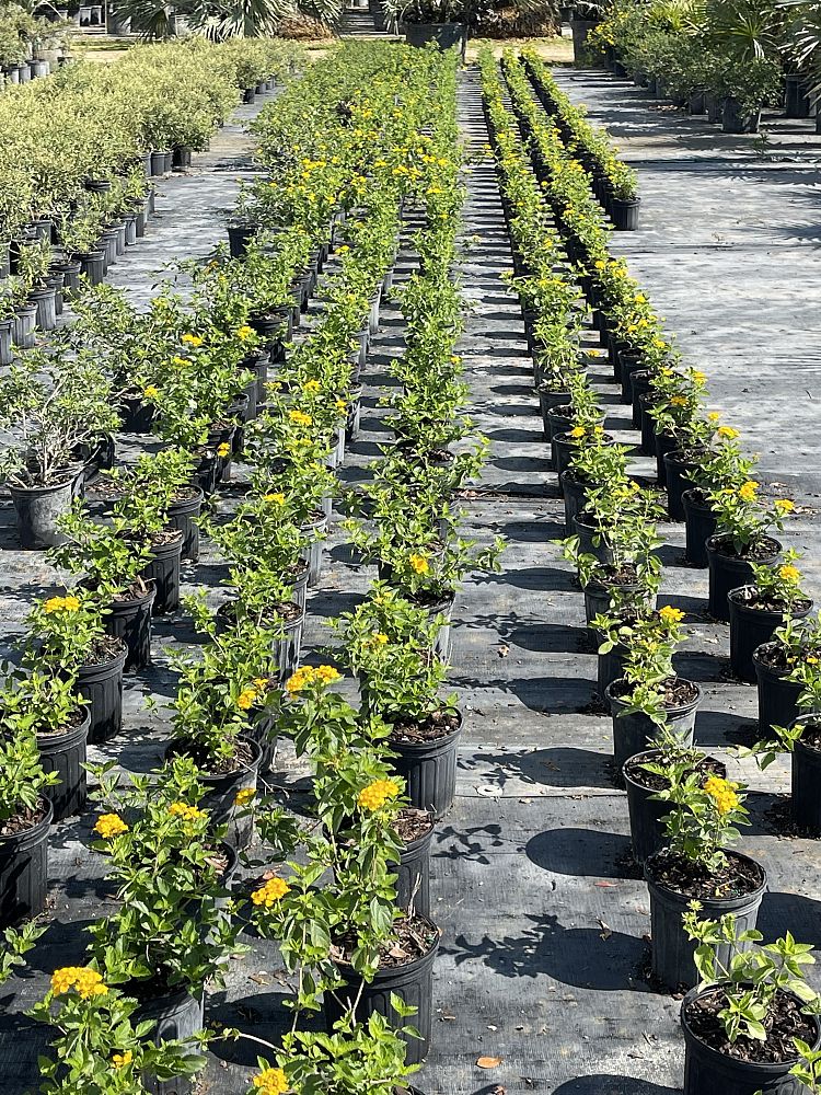 lantana-depressa-floridana-florida-shrubverbena