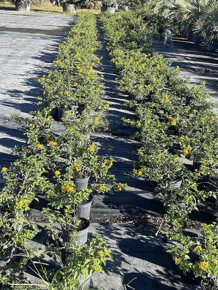 lantana-depressa-floridana-florida-shrubverbena