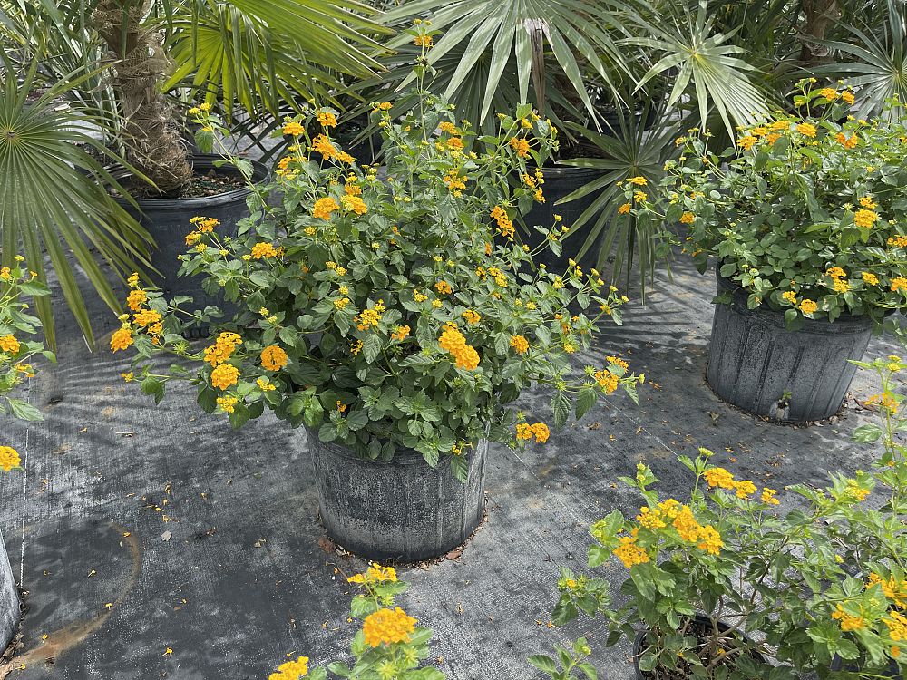 lantana-depressa-floridana-florida-shrubverbena