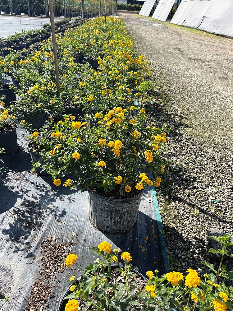 lantana-depressa-floridana-florida-shrubverbena