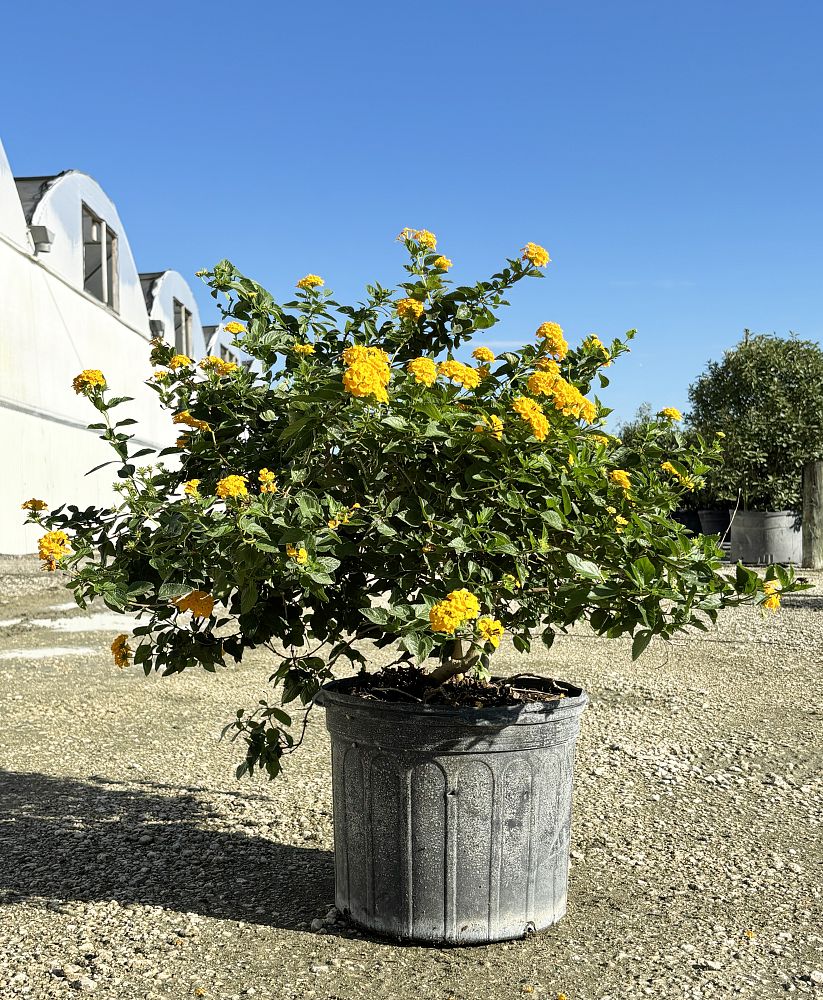 lantana-depressa-floridana-florida-shrubverbena