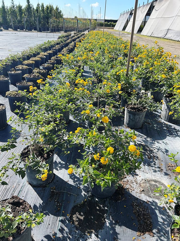 lantana-depressa-floridana-florida-shrubverbena