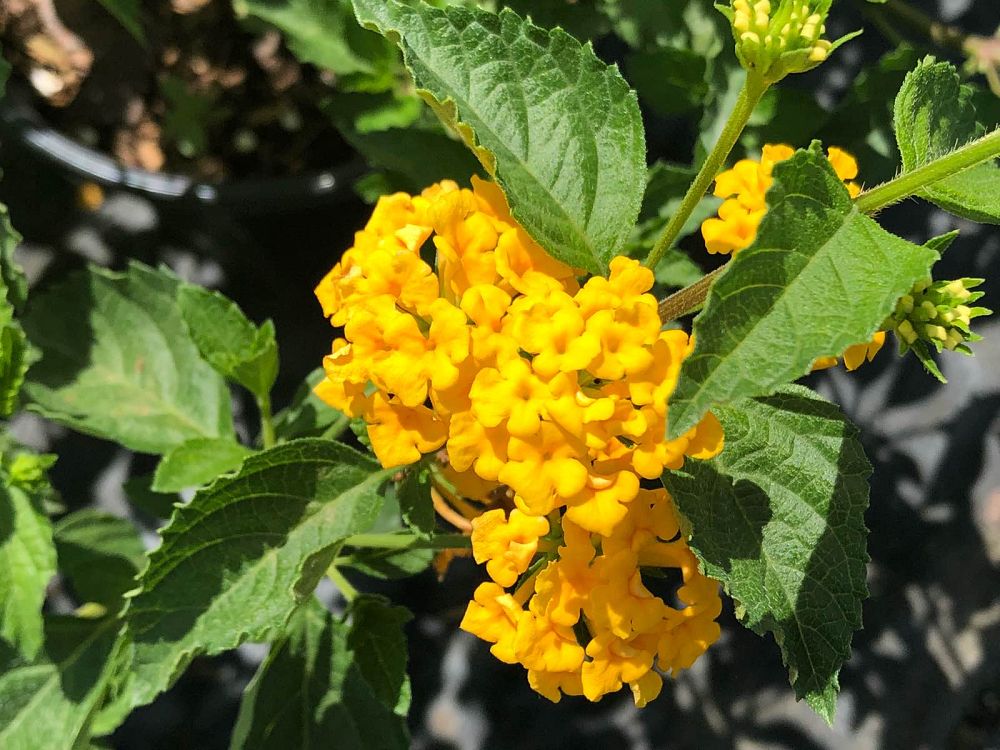 lantana-gold