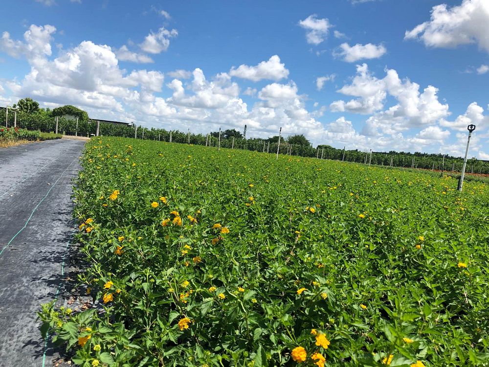 lantana-gold