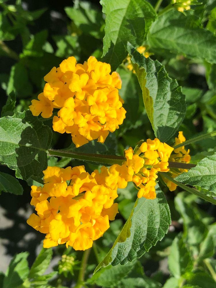 lantana-gold
