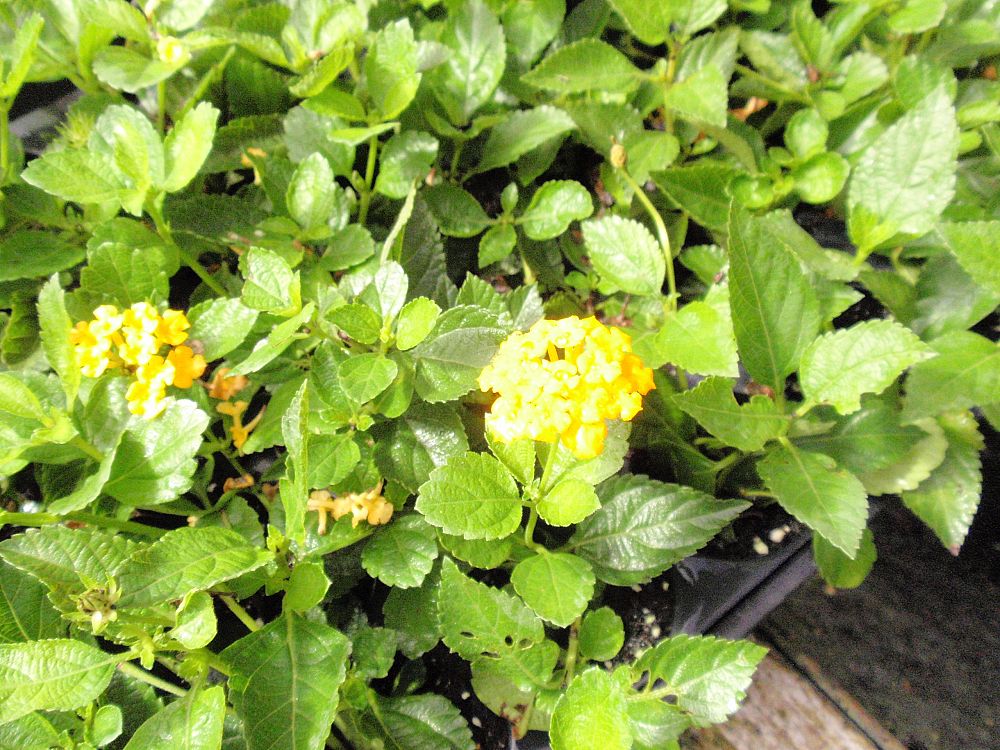 lantana-gold