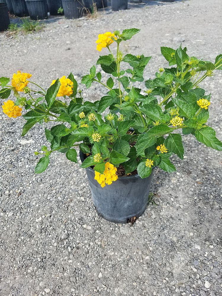 lantana-gold